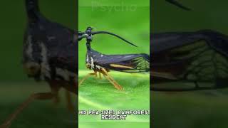 TREEHOPPER x MAHORAGA💀 idea FawJan jujutsukaisen anime edit [upl. by Ahcatan182]