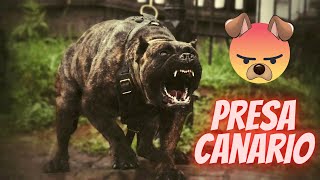 Most dangerous dog Attack in the World Peru de Presa Canario Peru Universe unique animals [upl. by Wachtel]