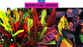 Croton Plant Varieties A to Z [upl. by Larsen729]