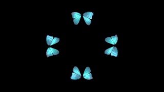 Butterfly Hologram Video HD [upl. by Maclay]