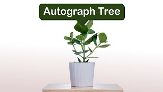 Autograph Tree [upl. by Ennayhs]