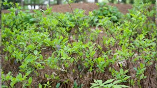 Sweetspire Itea virginica  Plant Identification [upl. by Adoc]