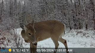 Tomahawk Trail Camera March 28th to April 8th 2024 [upl. by Ailegave]