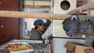 African Grey Parrot Breeding Progress at Our New Breeding Farm [upl. by Nhabois]