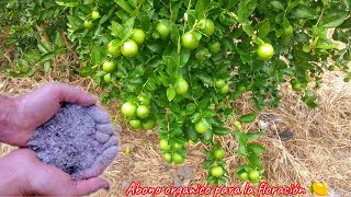 Aplica este abono organico a tus arboles FRUTALES de limon cítricos y lograras enormes cosechas🌳🍋 [upl. by Albers]