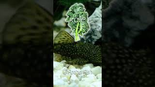 Discover the Pleco Fish Diet That Will Blow Your Mind [upl. by Croom]