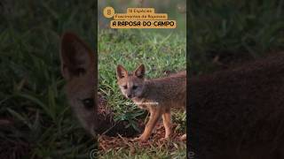 8ª Espécie RaposadoCampo raposadocampo raposas curiosidades animals fieldfox foxes fox [upl. by Ahtabat474]