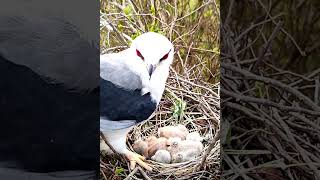 Natures DRAMA Unfolds in This Birds Nest [upl. by Nelyak173]