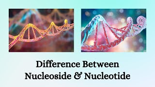 Difference Between Nucleoside and Nucleotide  Nucleoside vs Nucleotide The Difference Unpacked [upl. by Pacien827]