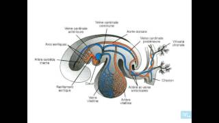 embryologie de lappareil cardio vasculaire partie 2 [upl. by Naivad]