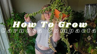 How To Grow amp Care for All Hoya Carnosa Compacta Variegata [upl. by Henrieta161]