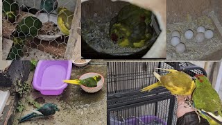 kakariki parrot as a pet tragedy with my parrots sad story of my kakariki parrot [upl. by Peta]