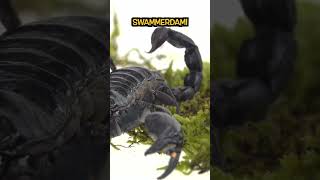 ¿CUÁL ES EL ALACRÁN MÁS GRANDE preguntadeldia animales alacranes datoscuriosos sabiasque [upl. by Domel471]