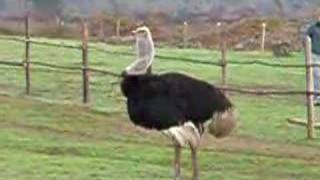 Male Ostrich wile noise [upl. by Pillsbury226]