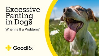 Excessive Panting in Dogs When Is It a Problem  GoodRx [upl. by Richie]