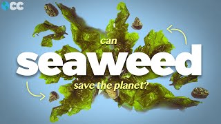 Can Seaweed Save the Planet [upl. by Psyche422]