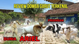 MEWAH Review Domba Garut Paling Ternakenal Se Indonesia  PDP JAGAT JUNIOR [upl. by Cordi]