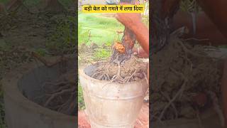 बड़े पौधों को गमलों में कैसे लगाएShift large plant garden treesgardenwork [upl. by Charla]