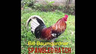 BILL BAUMGARNER SPANGLED HATCH [upl. by Olgnaed]