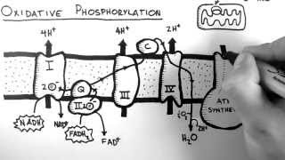 Cellular Respiration 5  Oxidative Phosphorylation [upl. by Assenab744]