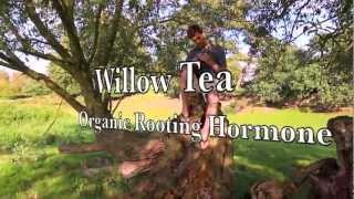 Willow Tea Organic Rooting Hormone  Home Made Rooting Hormone [upl. by Oeram464]