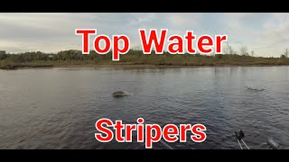 Top Water Striped bass fishing Miramichi River [upl. by Ardnalac]