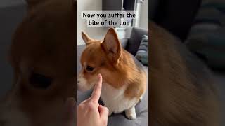 I told you no touchytouchy Now you suffer from a bite of lion welshcorgipembroke corgi dogs [upl. by Pride]