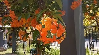 Tanaman Hias Bauhinia Coccinea Atau Red Trailing Atau Akar Kalai Yang Berbunga Orange [upl. by Anitsrik]