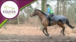 Reiten  Konditionstraining im Wald [upl. by Gerson]