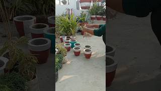 मेरे खानदान वाले बेहद जहरीले हैं 😁flowers gardening garden terracegarden plants youtube [upl. by Noll282]