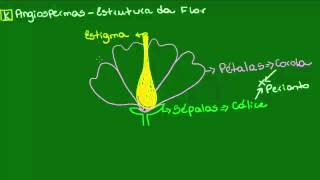 Estrutura da flor  Ecologia  Biologia [upl. by Irdua]