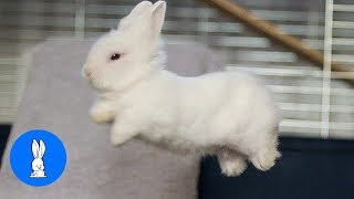 Baby Bunny Rabbits Binky  CUTEST Compilation [upl. by Landmeier]