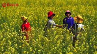 Spring ploughing is in season in Guangzhou [upl. by Marcella]