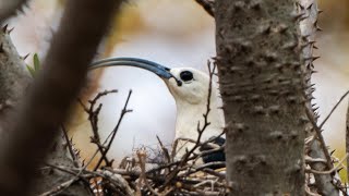 Sickle billed Vanga in the nest  Ankarafantsika national park Madagascar [upl. by Judye]