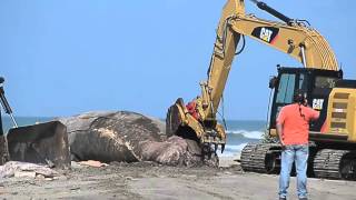 Hundreds of Dead Whales Washed Up on the Shore  What On Earth [upl. by Ress]