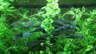 School of Giant Danios [upl. by Moreland274]