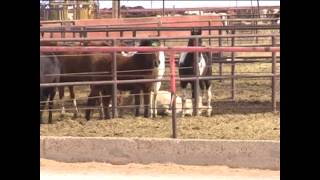 The transport of Ohio Horses to Mexico for slaughter [upl. by Maxi696]