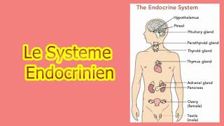 le système endocrinien [upl. by Manya]