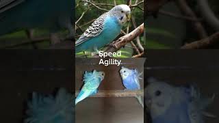 Melopsittacus undulatus vs japanese budgie [upl. by Griswold209]