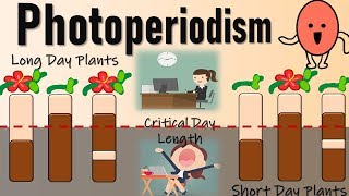 Photoperiodism II Role of Phytochromes in Flowering II Red Light and Farred light effect [upl. by Gambrell]