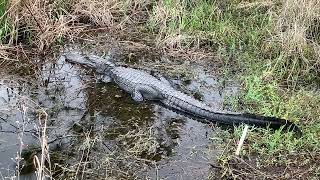 Hiking the Loxahatchee Slough Natural Area [upl. by Pigeon781]