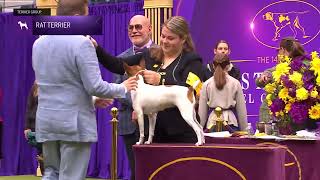 Rat Terriers  Breed Judging 2024 [upl. by Itraa]