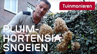 De Pluim Hortensia snoeien in de lente  Alles over de Hortensia  Tuinmanieren [upl. by Zil]