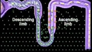 Function of the Nephron ALevel A2 Biology [upl. by Colinson]