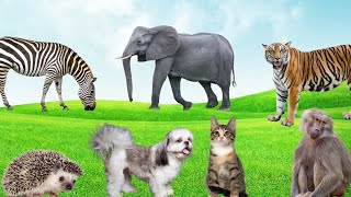 Wild Animal Sounds  Tiger Rhino Elephant Zebra Monkey Hedgehog  Animal World [upl. by Nbi]