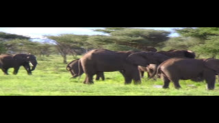 Elephant Stampede Serengeti [upl. by Verda]