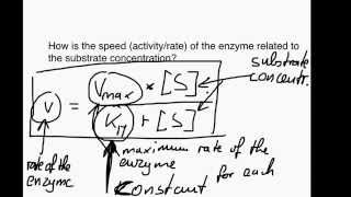 The Michaelis Menten equation [upl. by Adigun]