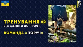 🇺🇦КОМАНДА ПОРУЧ З НУЛЯ ВІД ЩЕНЯТИ ДО ДОРОСЛОЇ СОБАКИ І Школа для собак Dred [upl. by Jaella]