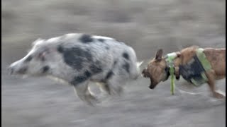 quotWild Boar Expedition Chasing 400 in Western NSW part 2 Wild Boar Hunting with Dogsquot [upl. by Wilmar]