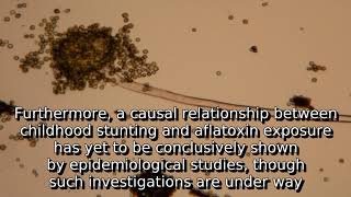 Learn about aflatoxin  what is aflatoxin [upl. by Hadleigh]